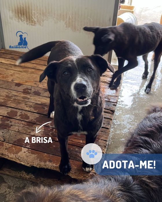 Brisa - cadela porte médio - grande