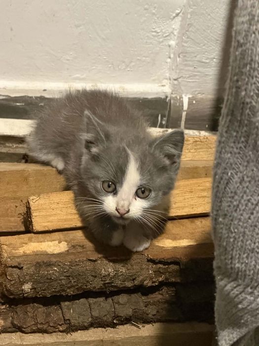Кошеня(хлопчик) БЕЗКОШТОВНО в добрі руки