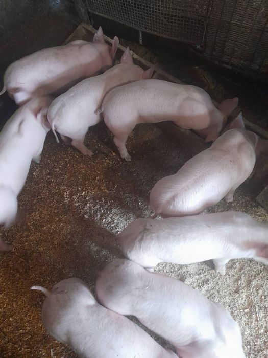 Поросята хрячки Йоркшер. Петрен. Ф1