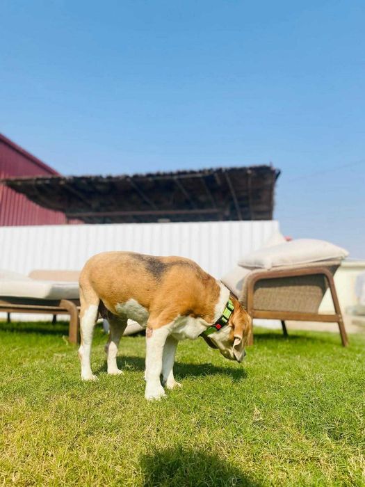 Fiona, wyjątkowa księżniczka w typie rasy Beagle
