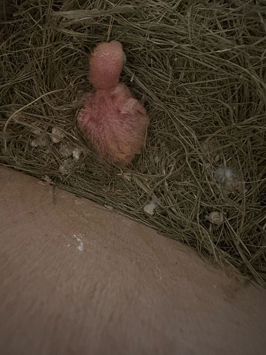 Fisher para criar á mão