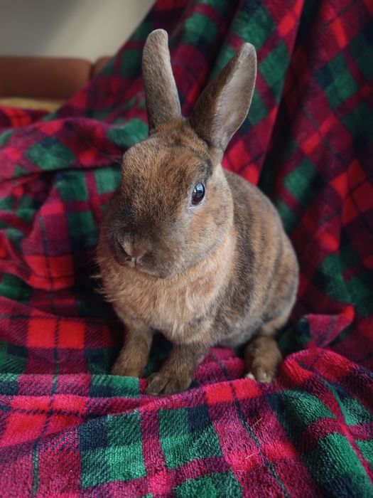 Królik karzełek Rex