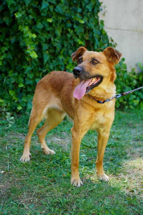 pies do adopcji AMBER
