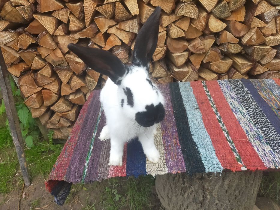 Кролі на плем'я Строкачі. Кролики, молодняк,кітні самки, робочі самці