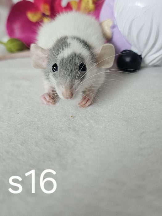 Szczur szczury szczurki