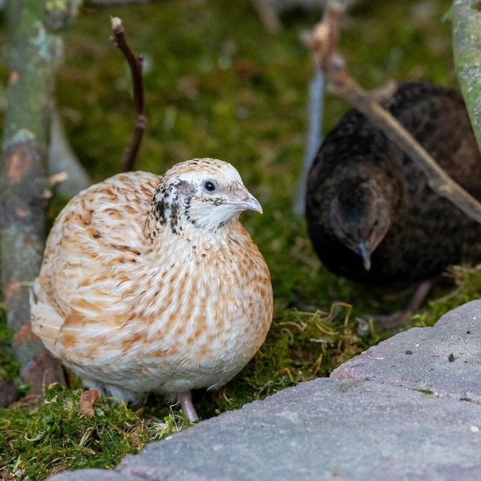 Інкубаційне яйце, добові та підрощені перепілки