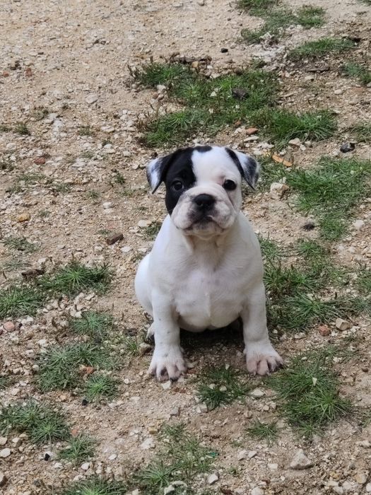 Bulldog francês fêmea