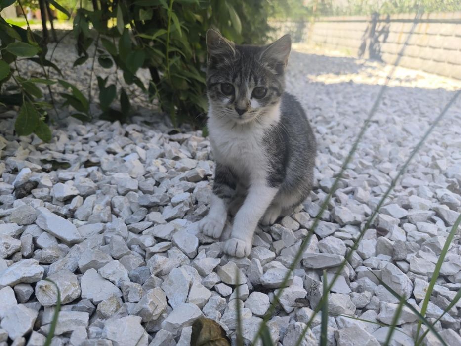 Mam kotki na oddanie