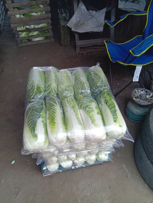 Продам пекінську капусту