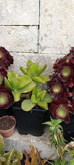 Leguminosa, catos, plantas vários tamanhos diferentes tipos  ..