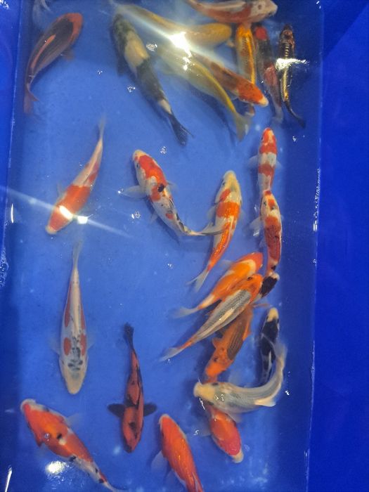 Japonski karp koi