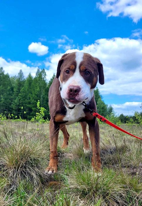 DEXTER Pilna adopcja