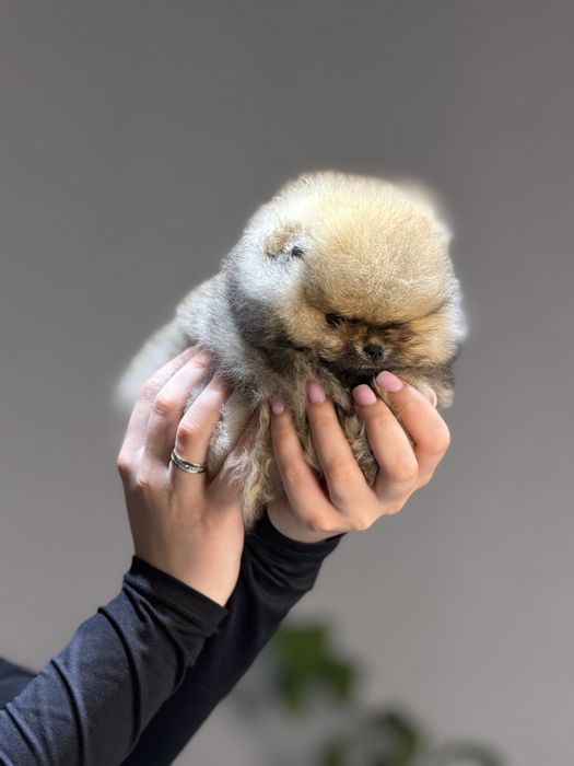 Померанский шпиц девочка мини мишка