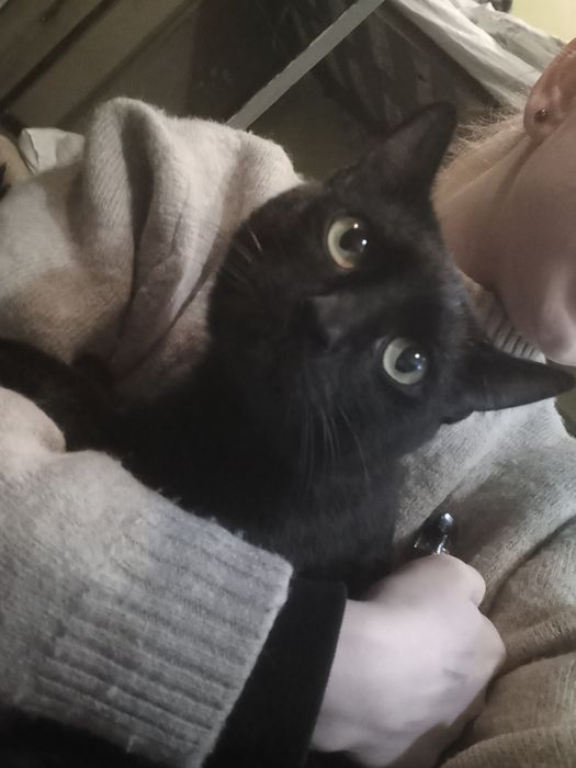 Отдам кота чёрного