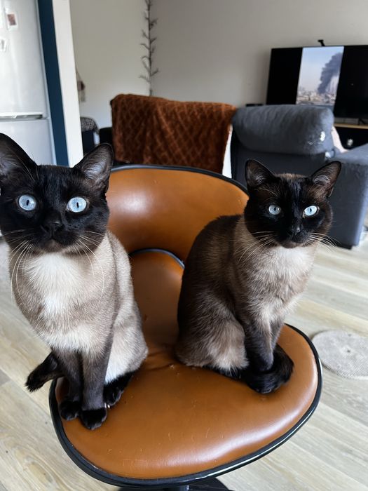 Two Cats for Adoption