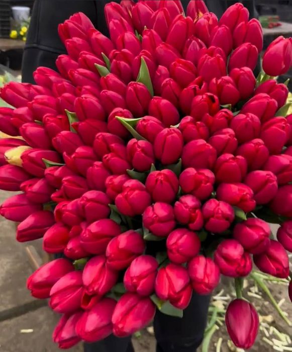 Тюльпани к 8 березня оптом і в роздріб від виробника з доставкою