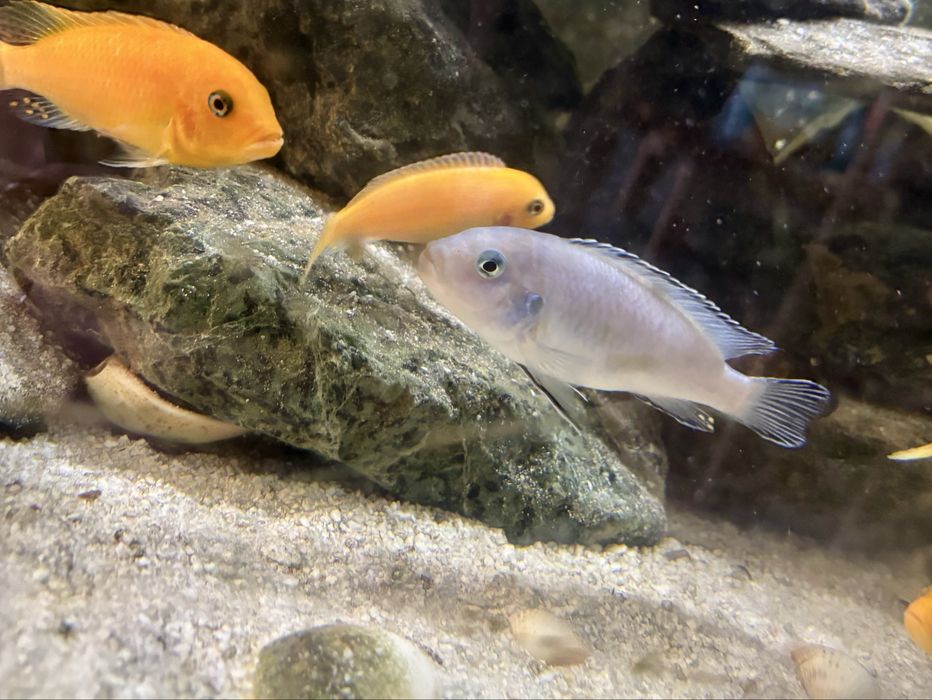 Dorosle pyszczaki socolofi samiec