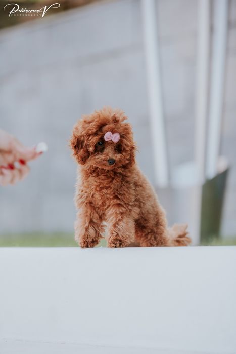 Той-пудель цуценята