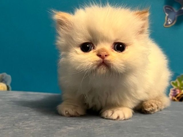 Персидські кошенята