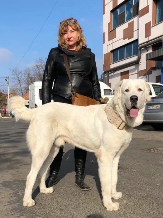 Вязка САО алабай,туркмен.КСУ.