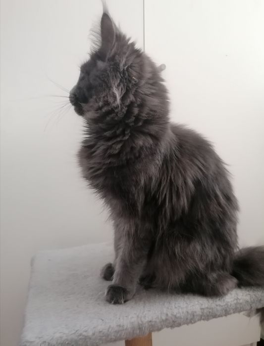 Мейн-кун дівчинка