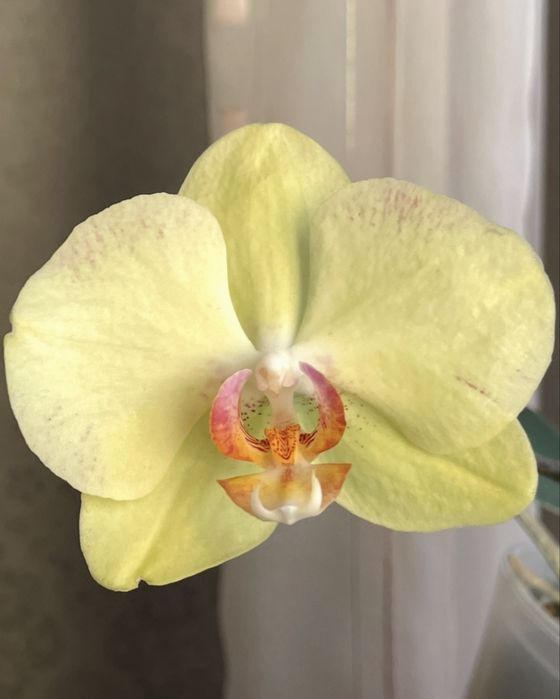 Орхідея  Ice Cream підліток