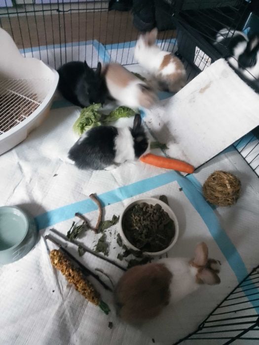 Króliki karzełki, miniaturki