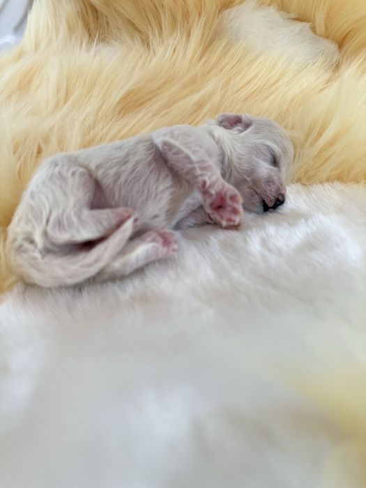 Бішон фрізе / цуценятко