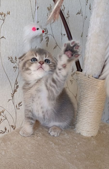 Ексклюзивне шотландське висловухе кошеня — Блакитне Золото!