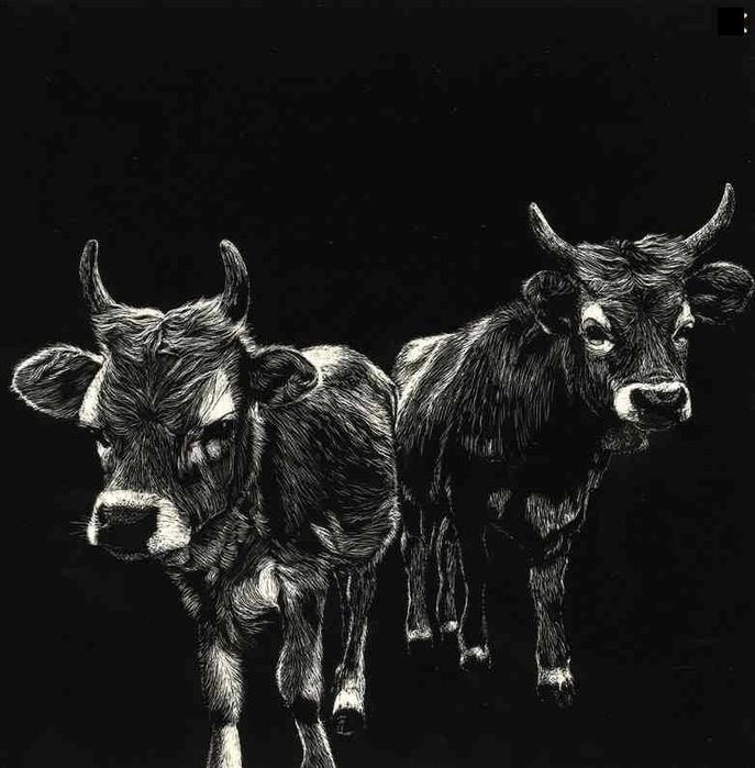 Desenho scratchboard de vaca cachena Soajo tradições de Portugal arte