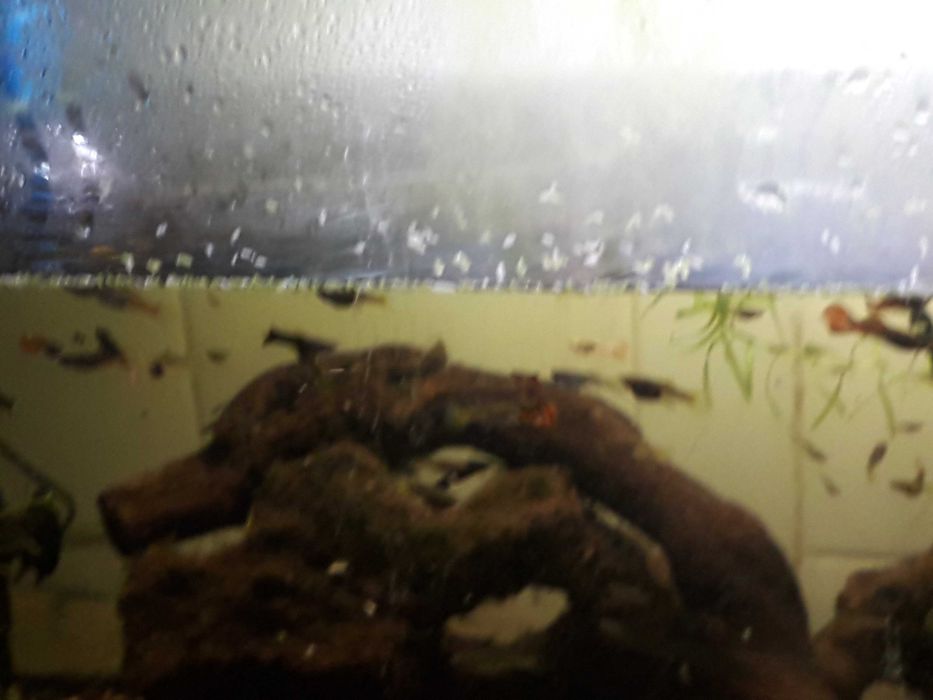 Aquário completo e comunidade Guppys
