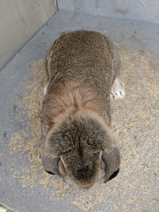 Francuski Baran Szary