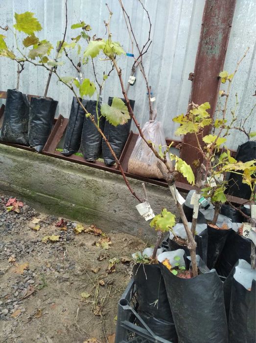 Саджанці винограду