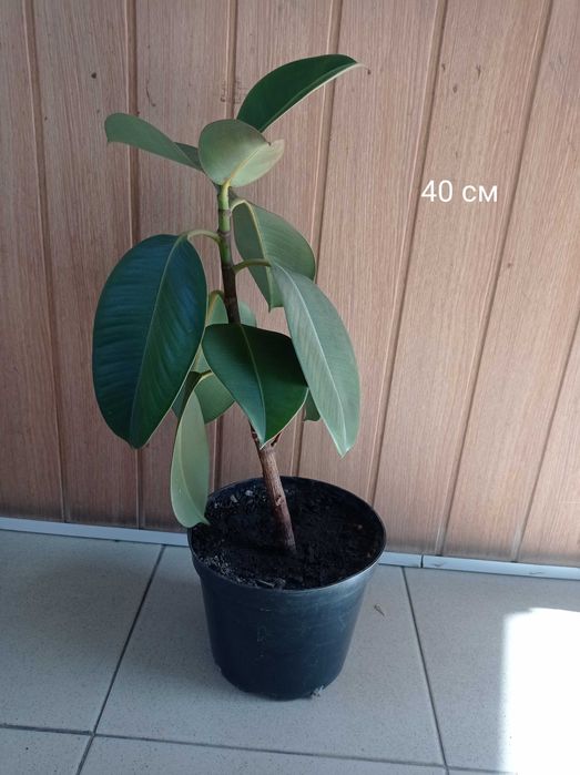 Фікус Робуста (каучуконосний), різні розміри