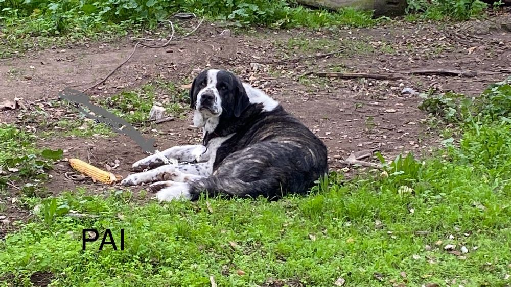 Cachorra Rafeiro do Alentejo