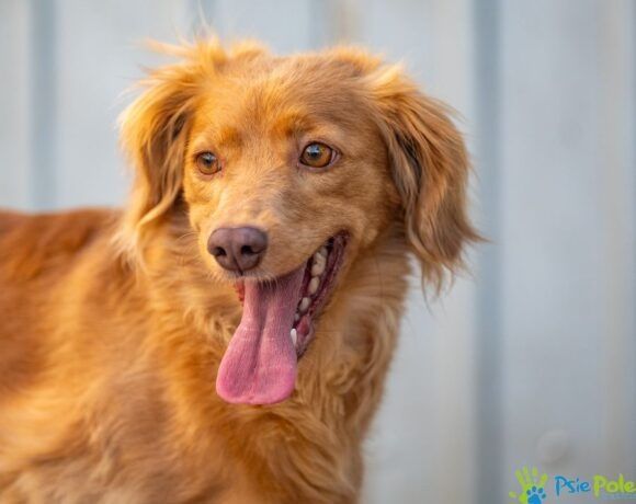 Piękna sunia KINIA szuka domu na stałe