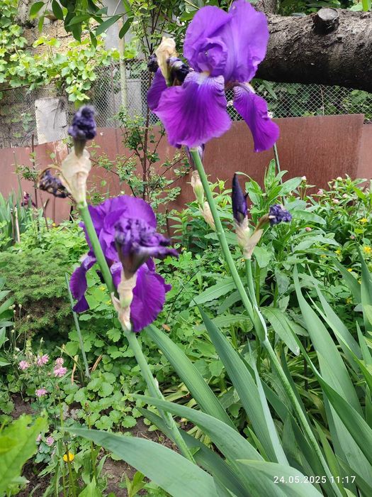 Продам голандські квітки півники петушки / Iris різного кольору. Одеса