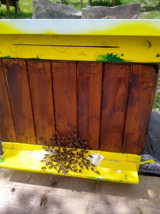 Ule z pszczołami cała rodzina