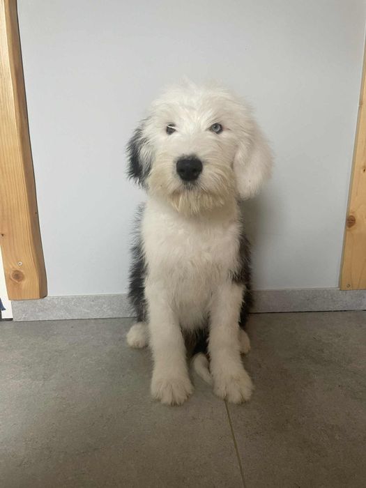 Owczarek staroangielski-Bobtail