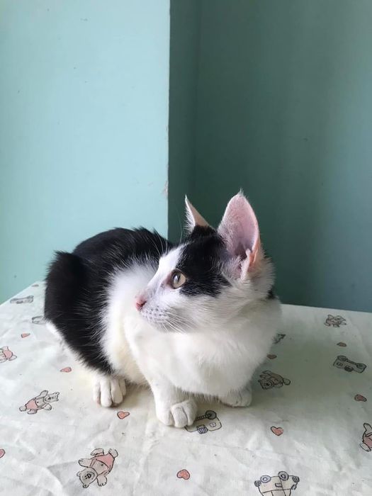 Чорно білий котик