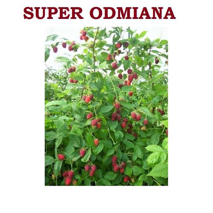 Sadzonki maliny GIGANT, długi duży owoc, odporna, Tania szybka WYSYŁKA