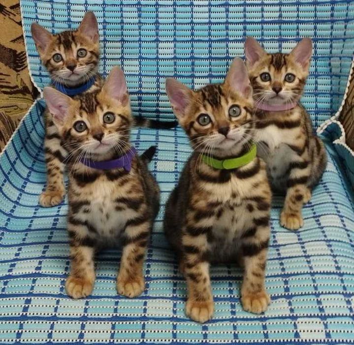Бенгальські кошенята