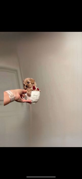 ‼️  •мини мальтипу Perl Caramel •чип+привиты•