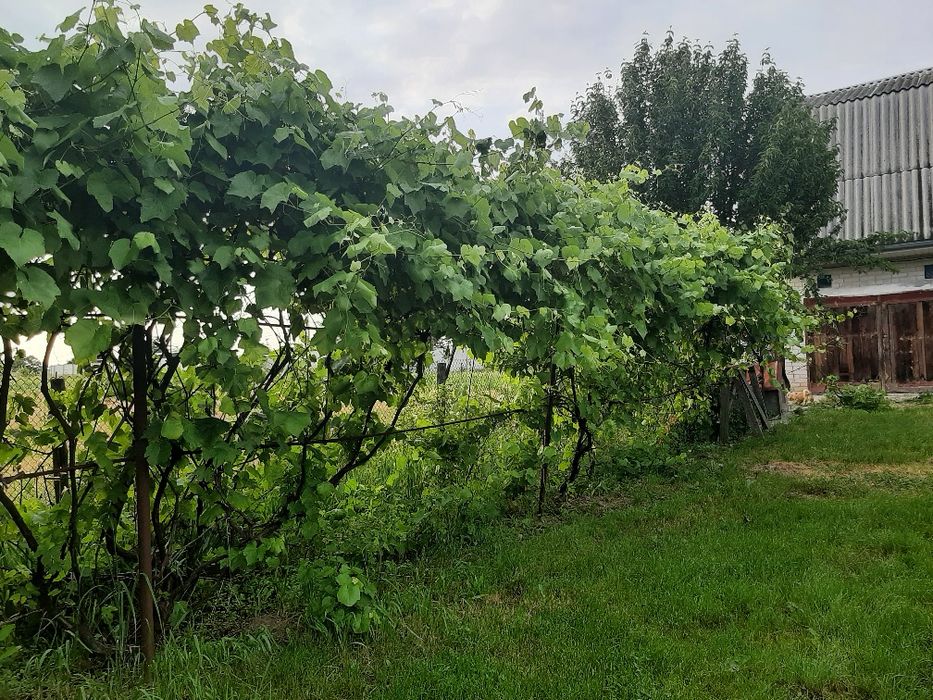 Продам будинок в Таращі