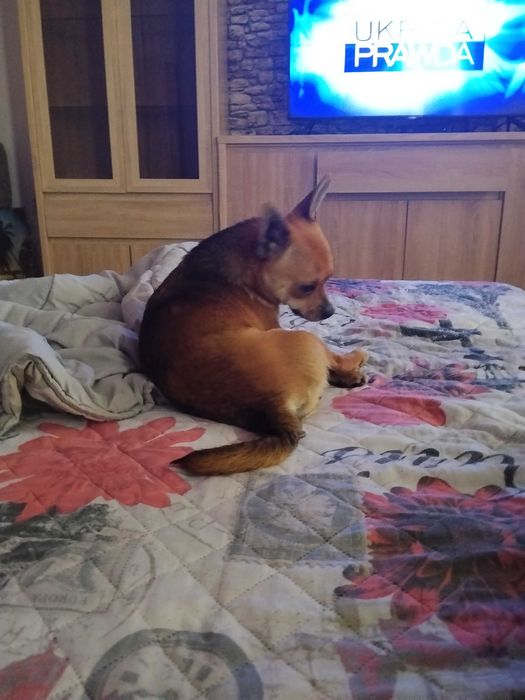 Oddam młodego  pieska