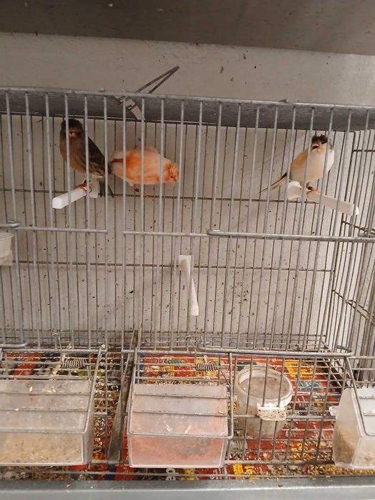 Canários Arlequins Portugueses