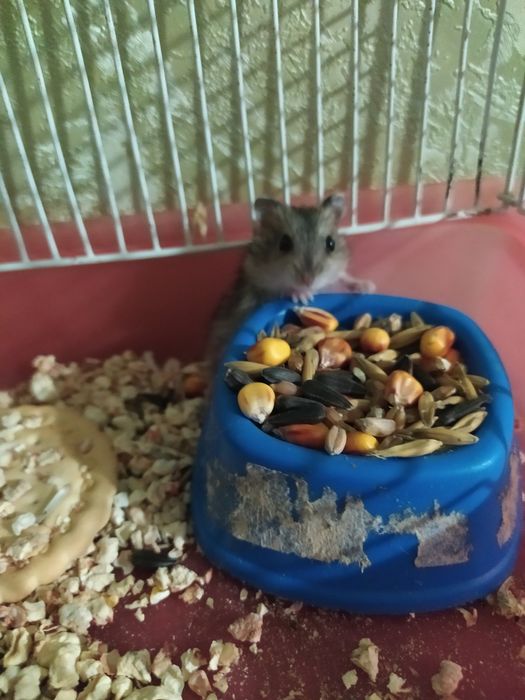 Хомячки Кременчуг