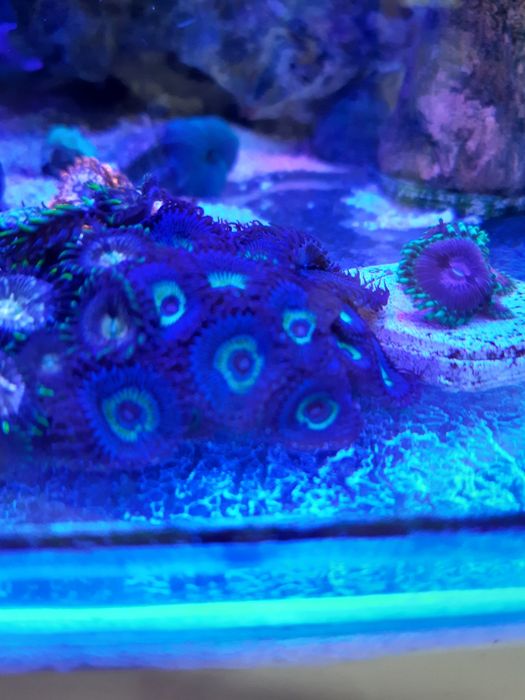 Zoanthus Premium -Wow Paly