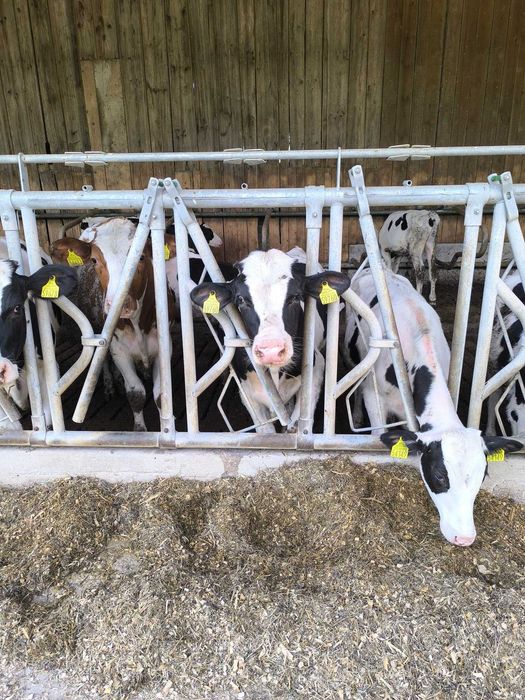 Bramy przepędowe, drabiny paszowe, agrafki, obejmy, wyposażenie obory