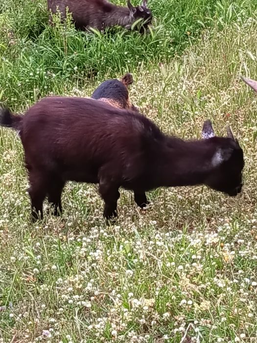 Vendo Cabras anãs